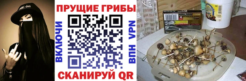Купить  Миасс  Псилоцибиновые грибы GOLDEN TEACHER 